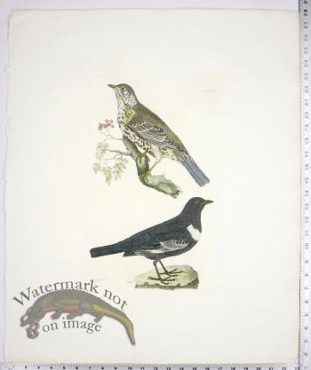Missel Thrush and Ring Ouzel
